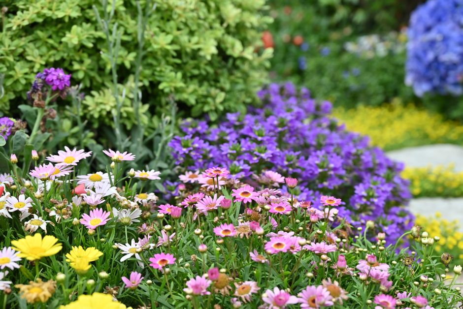 A colorful arrangement of spring flowers showcasing vibrant hues in a lush garden.